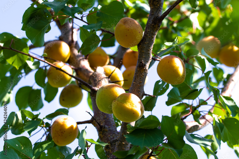 Apricots in the garden on a tree. Abundant harvest of apricots Apricots in the garden on a tree. Abundant harvest of apricots