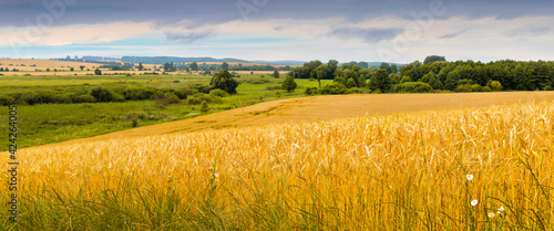 Wide wheat field and picturesque sky in cloudy weather. Panorama