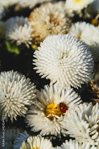 Beautiful white Daisy