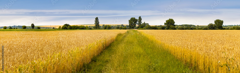 Wide wheat field with a road in the middle in cloudy weather. Panorama