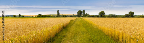 Wide wheat field with a road in the middle in cloudy weather. Panorama