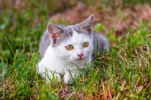 A young cat lies in the garden on the grass