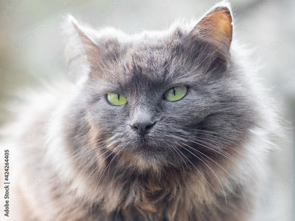 Gray fluffy cat close up on a light blurred background