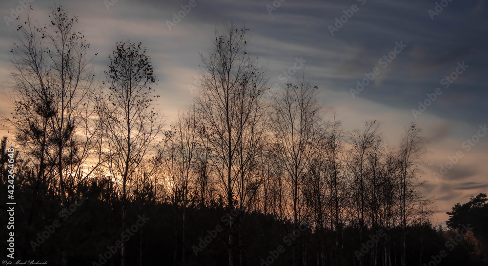 piękny zachód słońca nad leśnymi drzewami - obrazy, fototapety, plakaty 