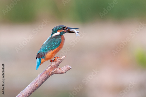 Bird kingfisher Alcedo atthis sitting on a stick with a fish in its beak