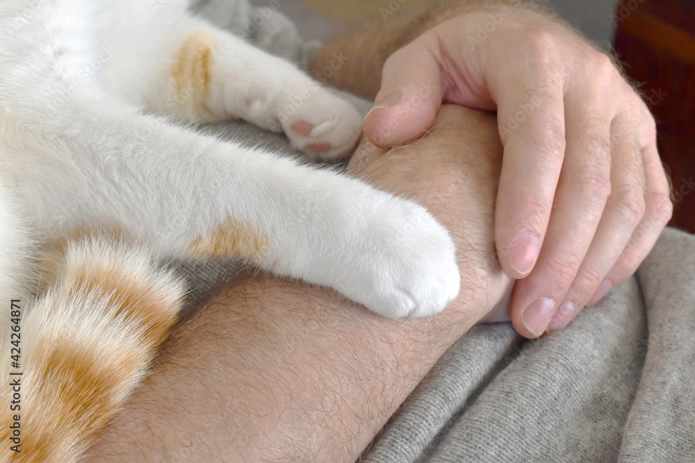 Ginger and white cat laying on owner's chest putting the paw on it's owner's arm. Selective focus on cat paw. Love between cat and human concept. Ginger and white cat laying on owner's chest putting the paw on it's owner's arm. Selective focus on cat paw. Love between cat and human concept.