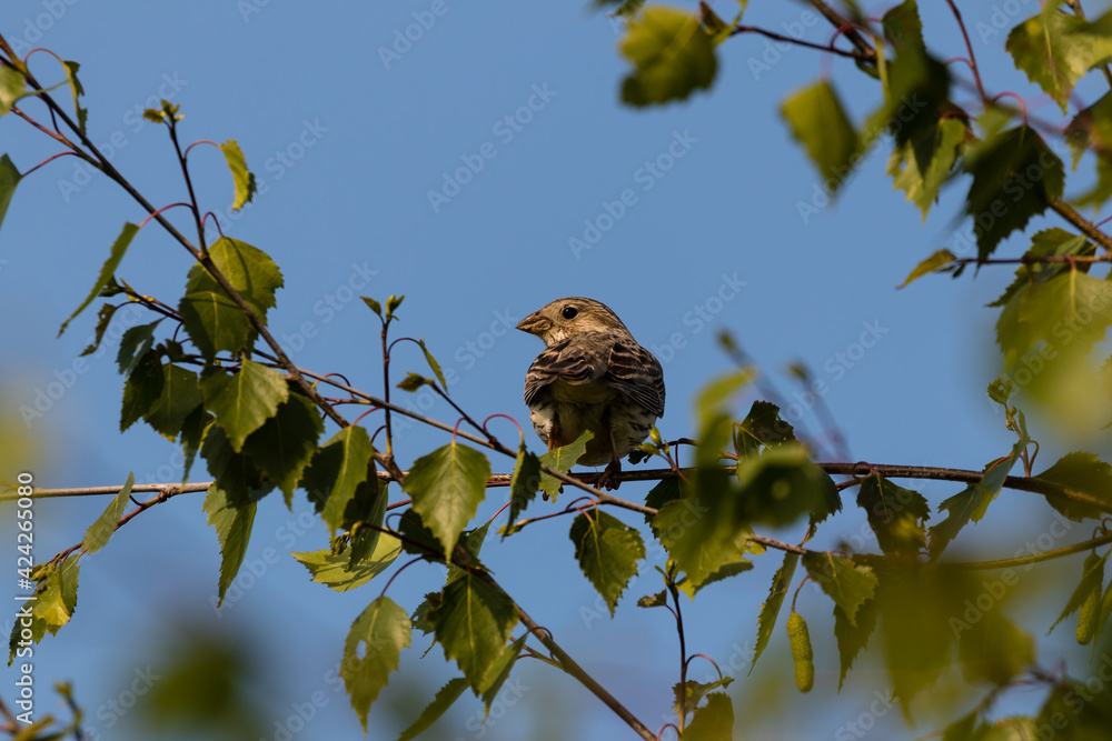 Ptak Potrzeszcz siedzi na gałęzi (Emberiza calandra) - ptak siedzi nieruchomo na drzewie między zielonymi liśćmi - obrazy, fototapety, plakaty 