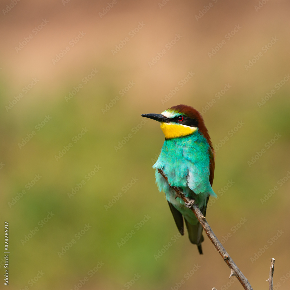 European bee eater Merops apiaster sits on a branch