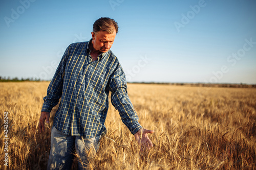 Farmer walks among the golden ears of wheat before harvest checking the ripe condition of the new season crop. Worker touches the spikelets to assess grain ripe stage. Agricultural concept. © Konstantin Zibert