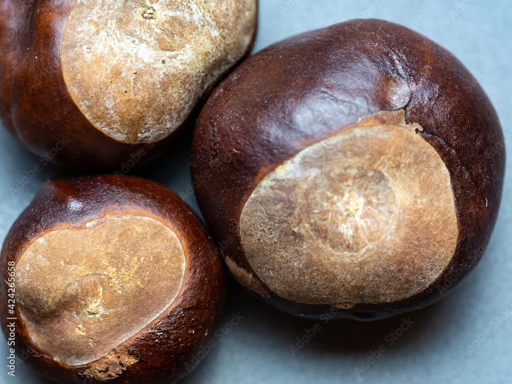 Obraz premium Ripe chestnut fruits are placed on a gray background.