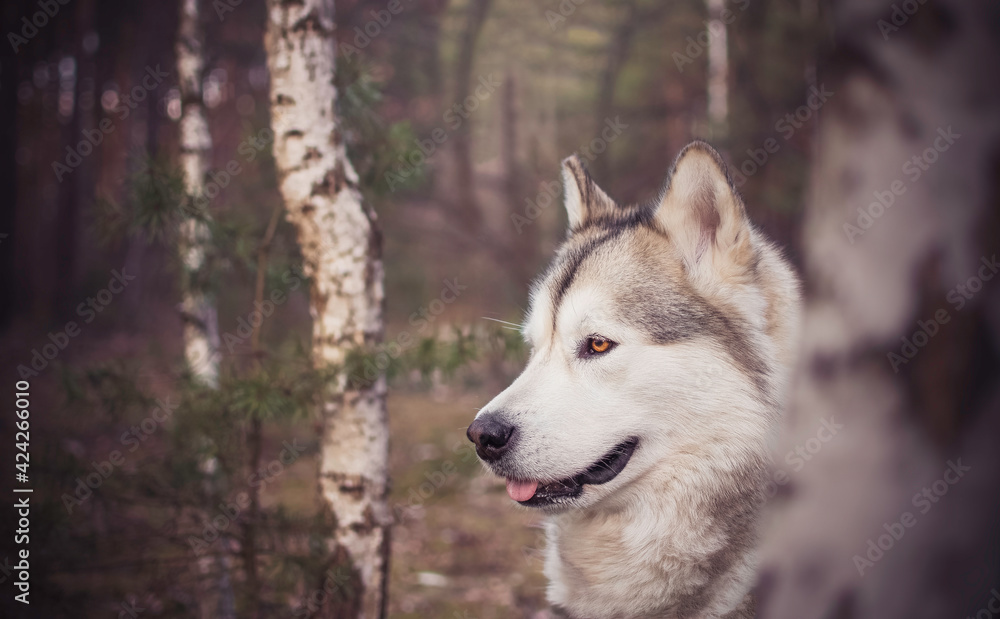 Cute Alaskan Malamute girl portrait. Dog in a birch tree grove. Autumnal climate in the wilderness. Selective focus on the eyes, blurred background. Cute Alaskan Malamute girl portrait. Dog in a birch tree grove. Autumnal climate in the wilderness. Selective focus on the eyes, blurred background.