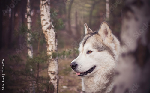 Cute Alaskan Malamute girl portrait. Dog in a birch tree grove. Autumnal climate in the wilderness. Selective focus on the eyes, blurred background.