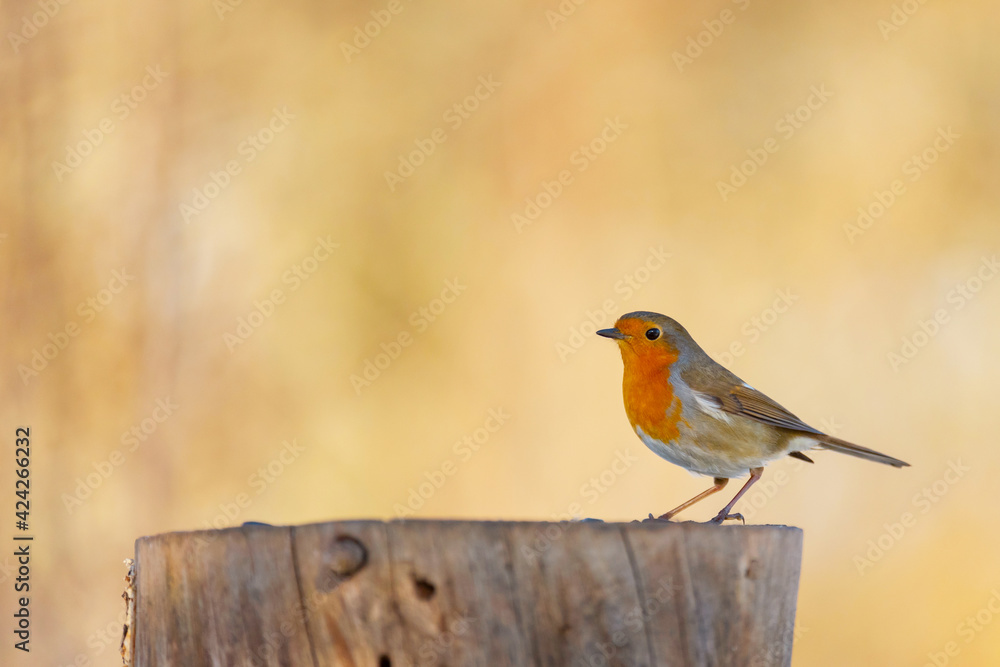 Garden Birds. Robin Erithacus rubecula sitting on a tree stump Garden Birds. Robin Erithacus rubecula sitting on a tree stump