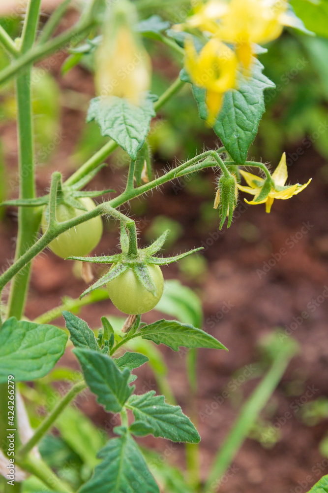 Small green tomatoes ripen in the greenhouse in summer Small green tomatoes ripen in the greenhouse in summer