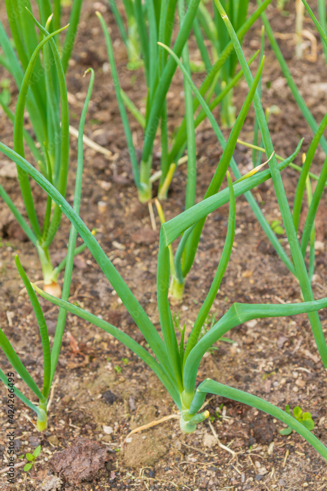 Green onions grow in the garden in the summer