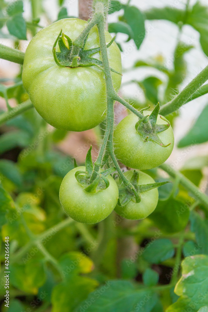 Small green tomatoes ripen in the greenhouse in summer Small green tomatoes ripen in the greenhouse in summer