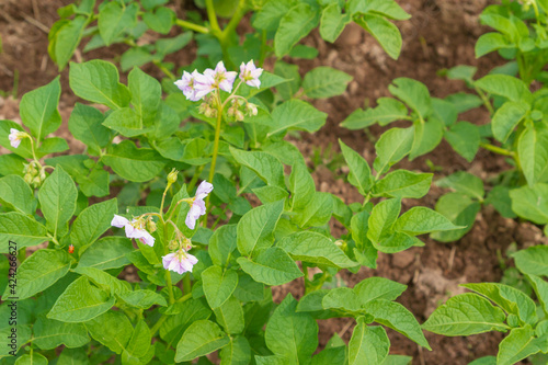 Potato blooms with white flowers on the beds in summer