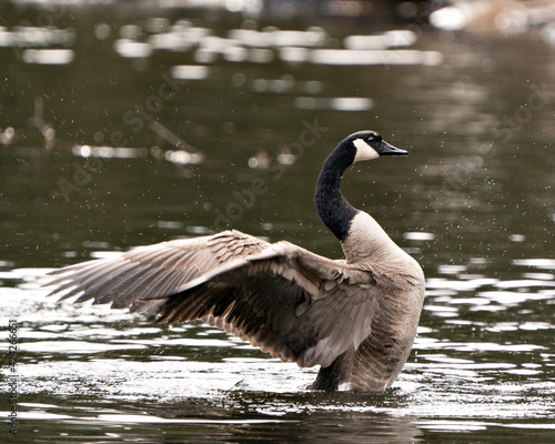 Canadian Geese Photo. Canadian Geese close-up profile view swimming in the water with spread wings in its habitat and environment. Image. Picture. Portrait. ©  Aline