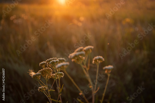 Beautiful meadow of wild flowers with sun flare. Soft focus effect image