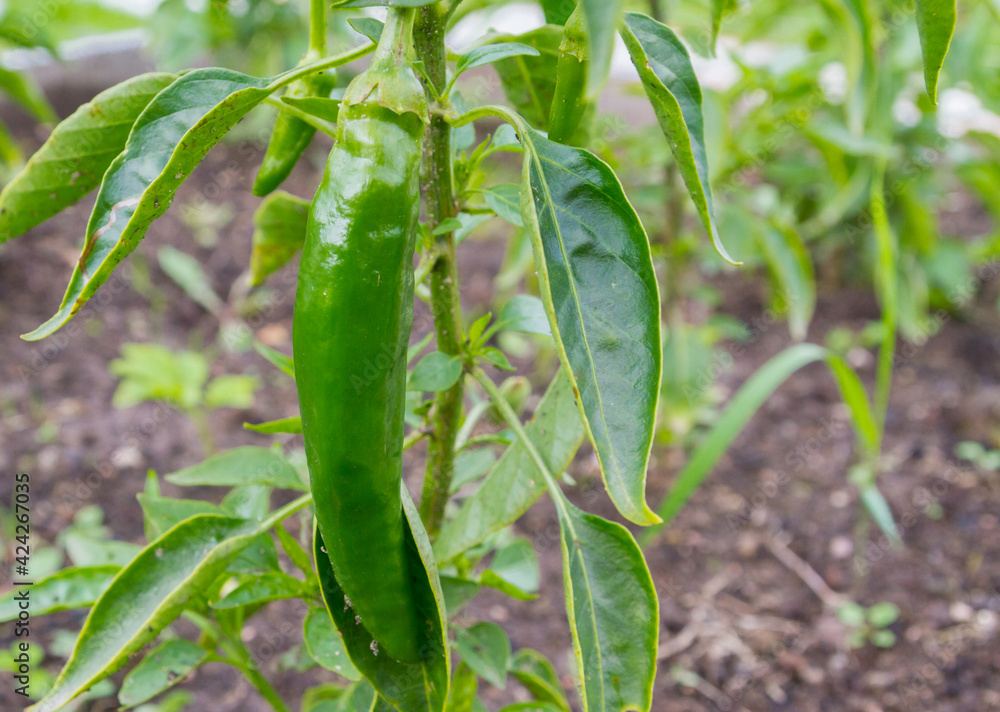 Green delicious sweet pepper grows in the garden in the summer Green delicious sweet pepper grows in the garden in the summer