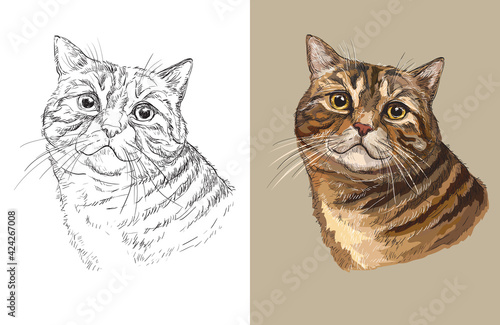 Vector illustration portrait of cute fluffy cat