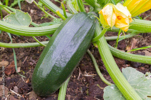 Green natural zucchini grow in the garden in the summer