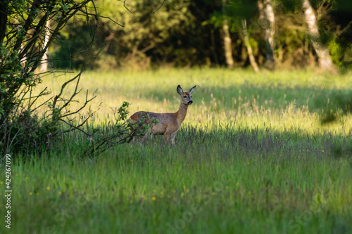 Fototapeta Naklejka Na Ścianę i Meble -  Samica Sarna Koza Capreolus spaceruje na zielonej łące, słoneczna ciepła łąka w rezerwacie przyrody, naturalna ostoja zwierzyny