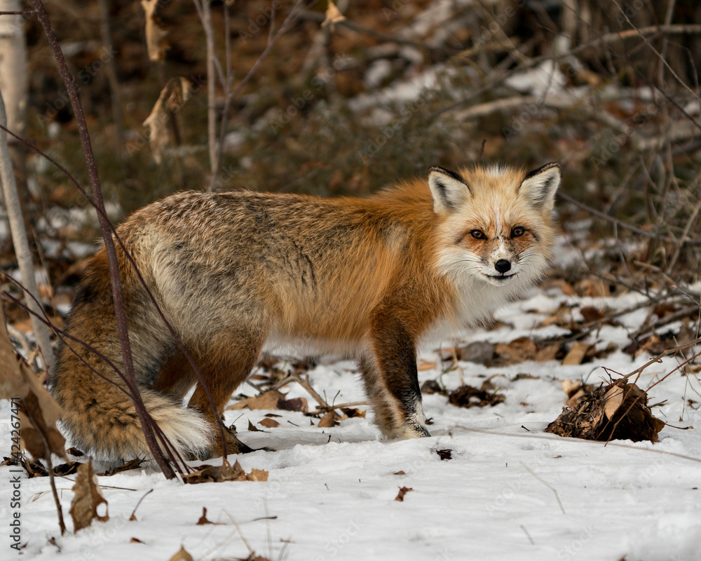 Red Fox Photo Stock. Unique fox close-up profile side view looking at camera in the winter season in its environment and habitat with blur snow background. Fox Image.