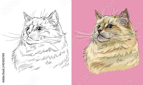 Vector illustration portrait of cute Ragdoll cat