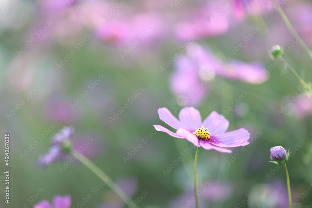 Pink cosmos flowers field in nature garden Pink cosmos flowers field in nature garden