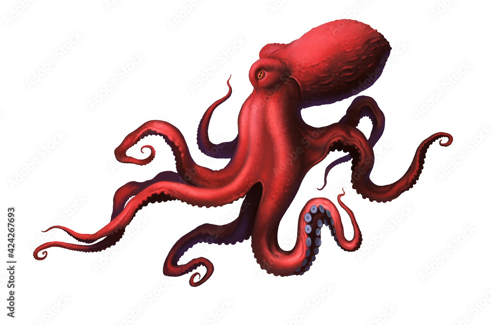 Obraz premium Octopus red large with long tentacles and suckers illustration realism isolate.