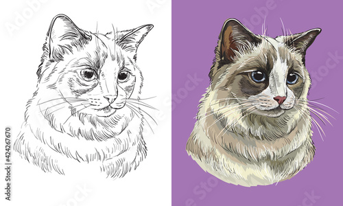 Vector illustration portrait of fluffy Ragdoll cat