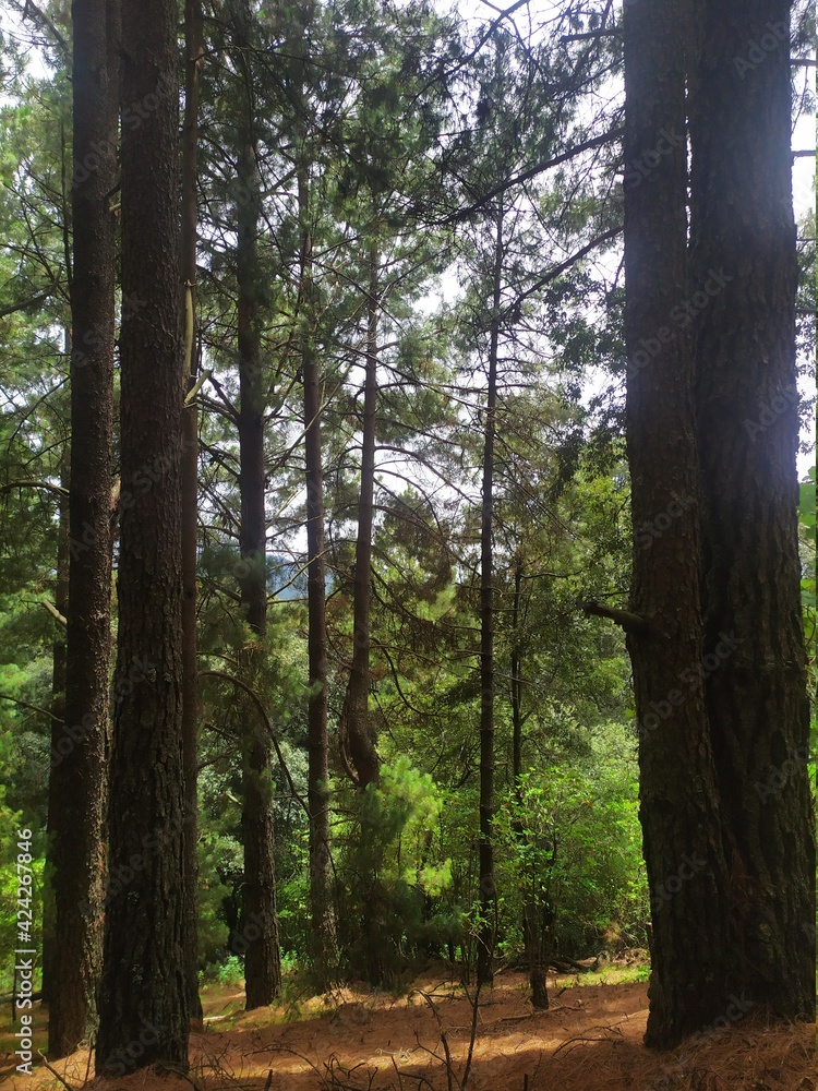 Obraz premium path in the forest