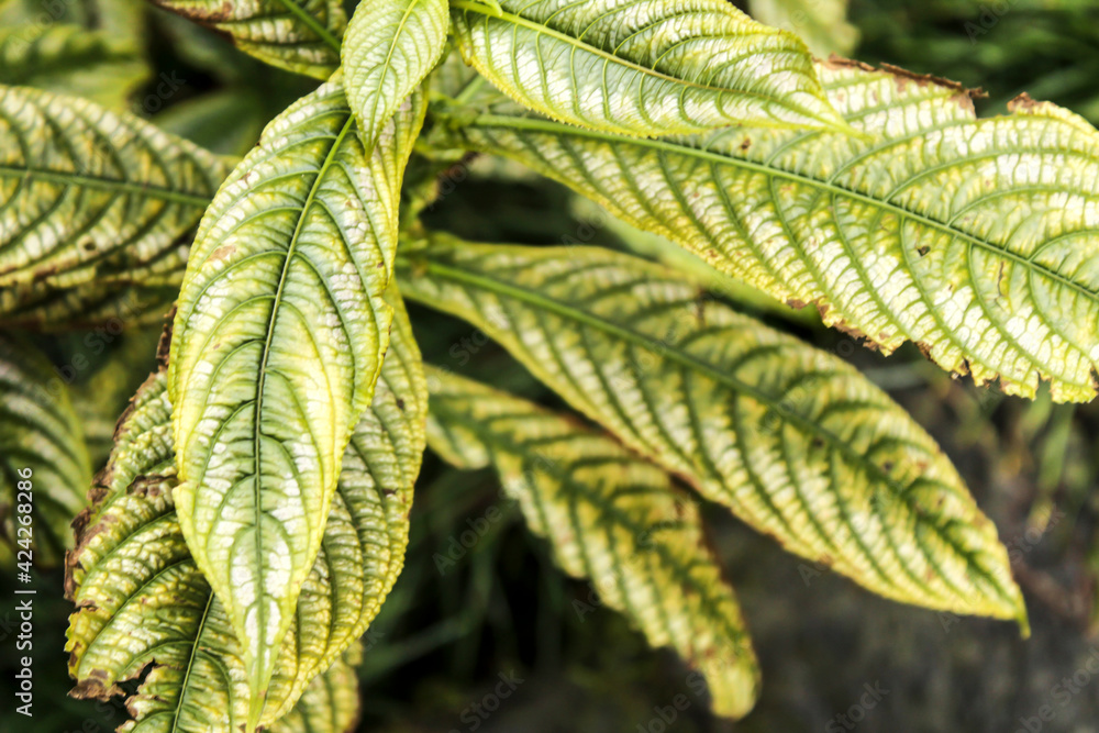 Strobilanthes dyeranus plant in the garden Strobilanthes dyeranus plant in the garden