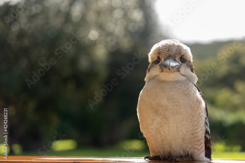Kookaburra at Cabin in the Forest