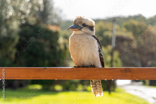 Kookaburra at Cabin in the Forest
