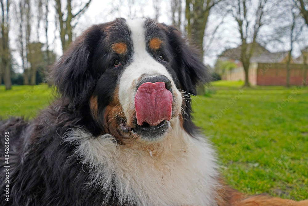 Bernese Mountain Dog licking his nose