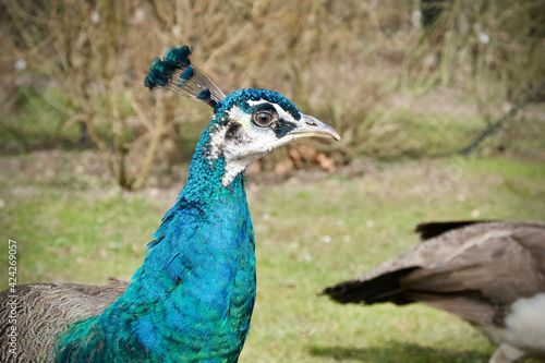 The head of a curious peacock