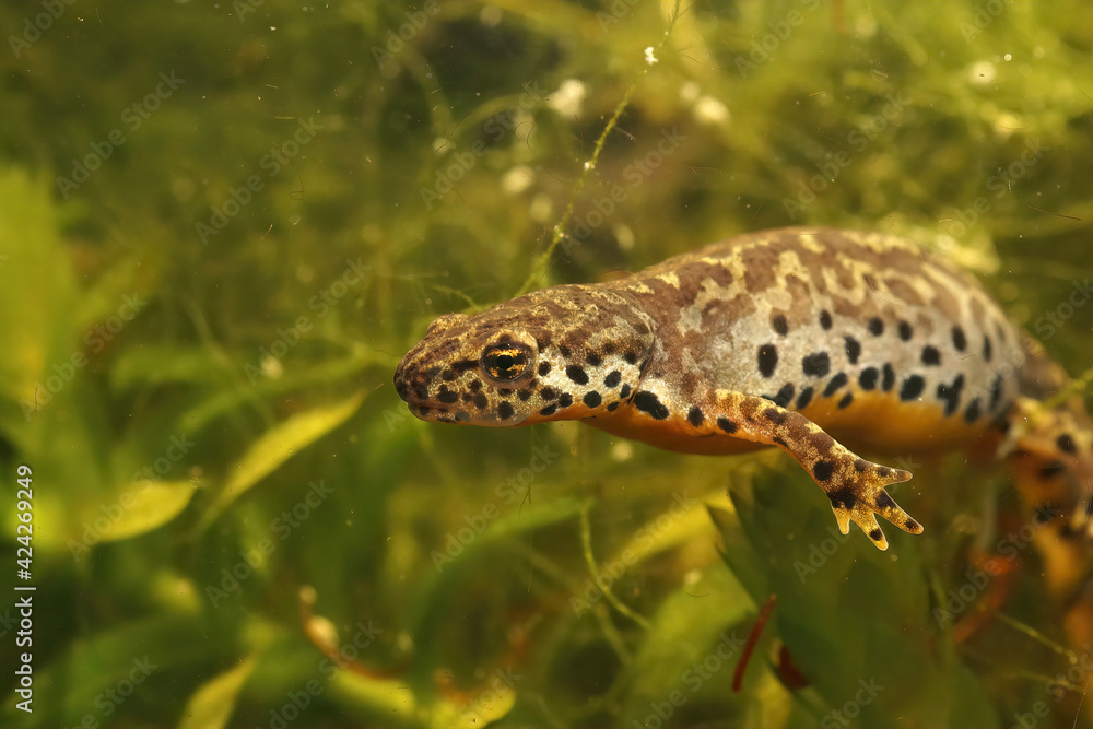 Obraz premium Lateral closeup of an aquatic female alpine salamander, Ichthyosaura alpestris veluchiensis