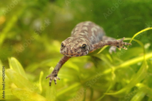 Frontal closeup of an aquatic female  alpine salamander, Ichthyosaura alpestris veluchiensis