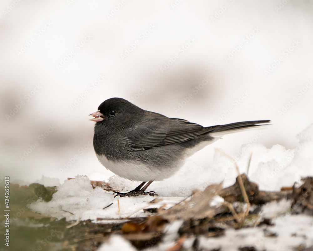 Fototapeta premium Junco Stock Photo. Standing on snow and brown leaves feeding with a blur white background and enjoying its environment and habitat in the forest.