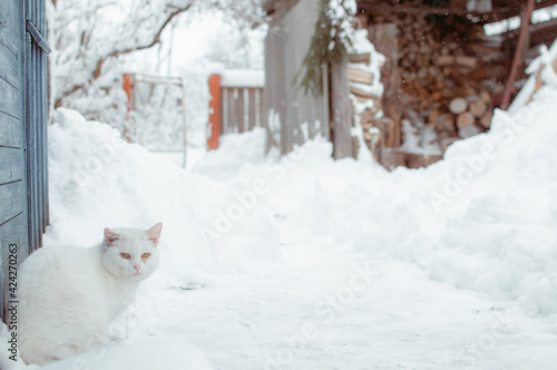 White cat in the snow © George