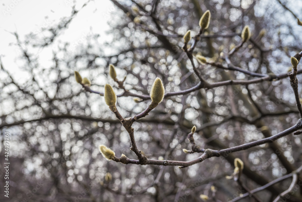 Magnolia flower bud in early spring against the blue sky. Magnolia tree in early spring with young flower buds Magnolia flower bud in early spring against the blue sky. Magnolia tree in early spring with young flower buds