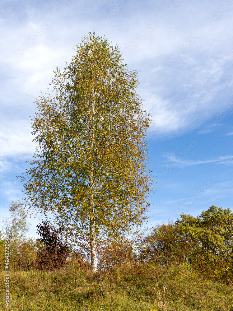 Fototapeta premium Autumn, trees in yellow decoration, warm colors of colors in nature on the edge of the forest sunny day.