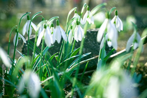 Beautiful snowdrop flowers (Galanthus nivalis) at spring. The first flowers of snowdrops in early spring
