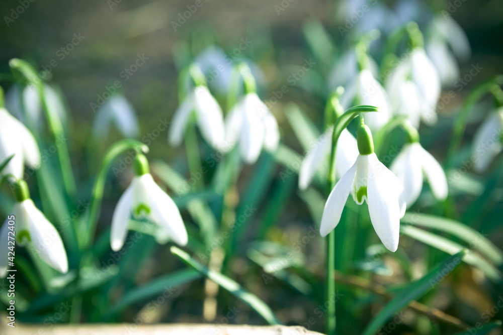 Beautiful snowdrop flowers (Galanthus nivalis) at spring. The fi Beautiful snowdrop flowers (Galanthus nivalis) at spring. The fi
