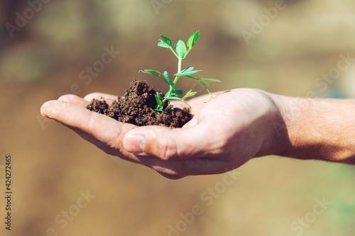 Hand holding a plant with soil close up