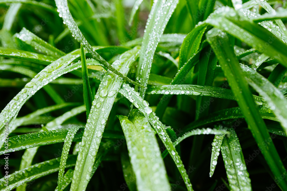 Fresh green leafs with dew drops close up. Water driops on the fresh leafs after rain. Light morning dew on the green leafs. Fresh green leafs with dew drops close up. Water driops on the fresh leafs after rain. Light morning dew on the green leafs.