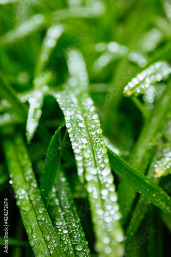 Fresh green leafs with dew drops close up. Water driops on the fresh leafs after rain. Light morning dew on the green leafs.