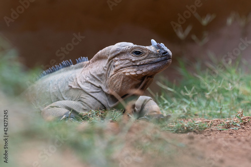 The rhinoceros iguana photo